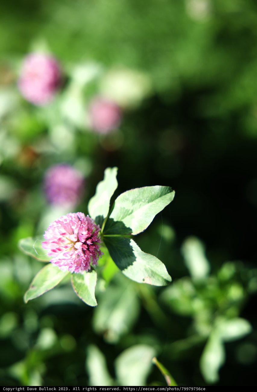 Blooming Brilliance in Regenerative Gardening