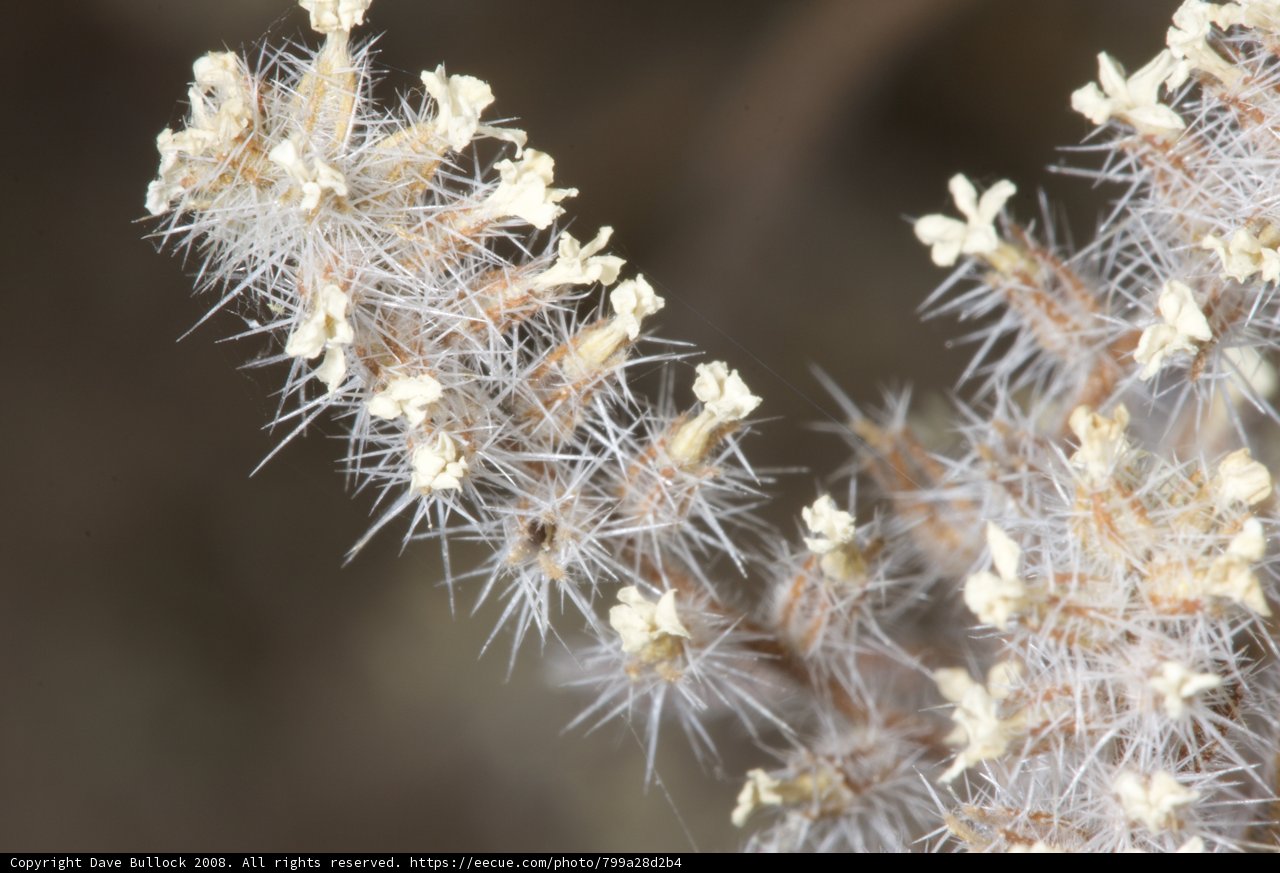 White Flowered Plant in the Desert