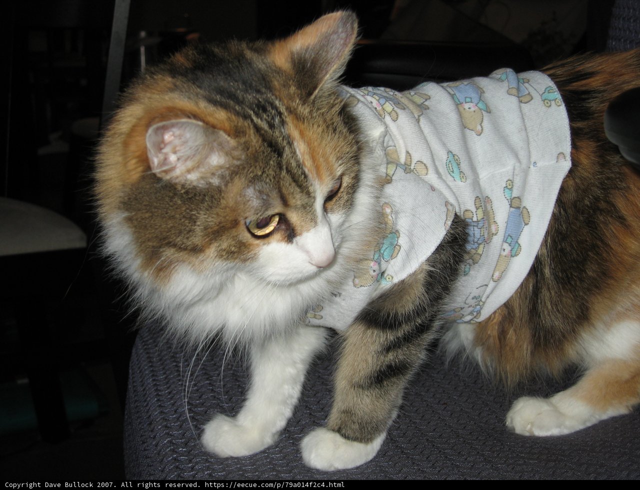 Fashionista Feline