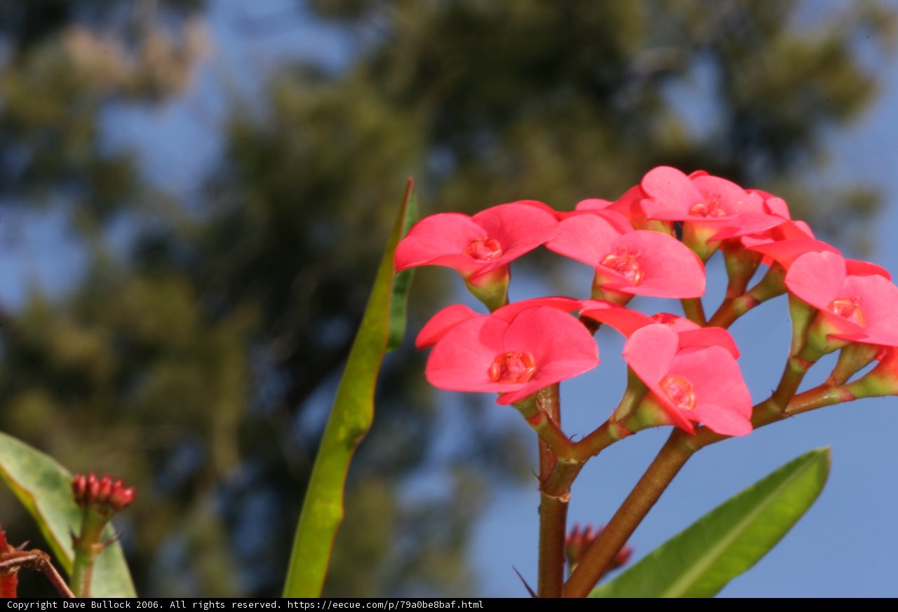 Pink Geraniums in Full Bloom