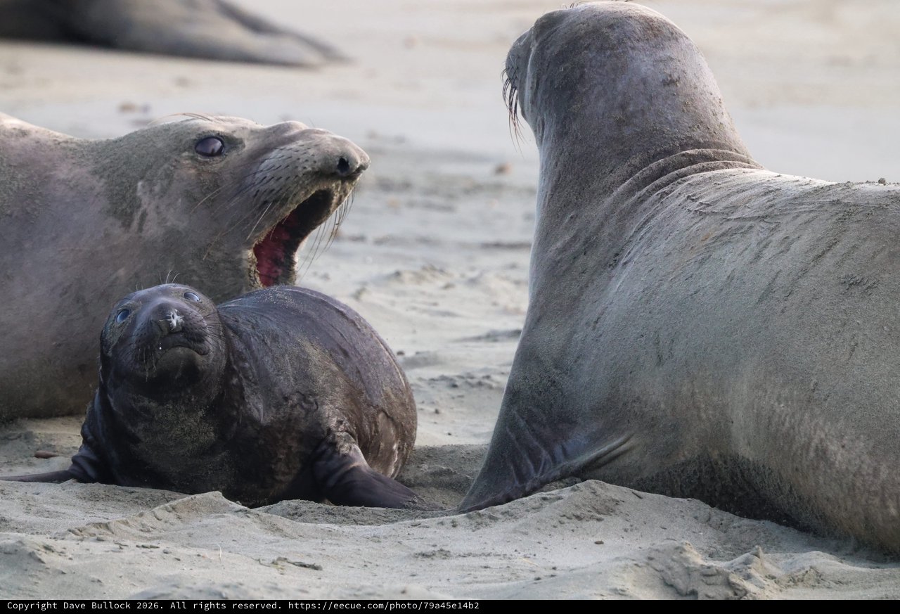 Elephant Seal Pup Between Two Adults at Drakes Beach