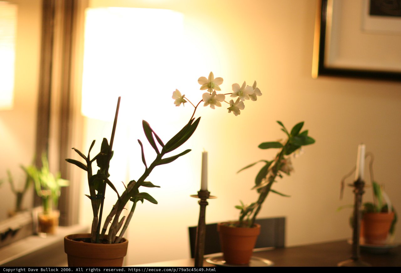 Elegant Ikebana Table Setting