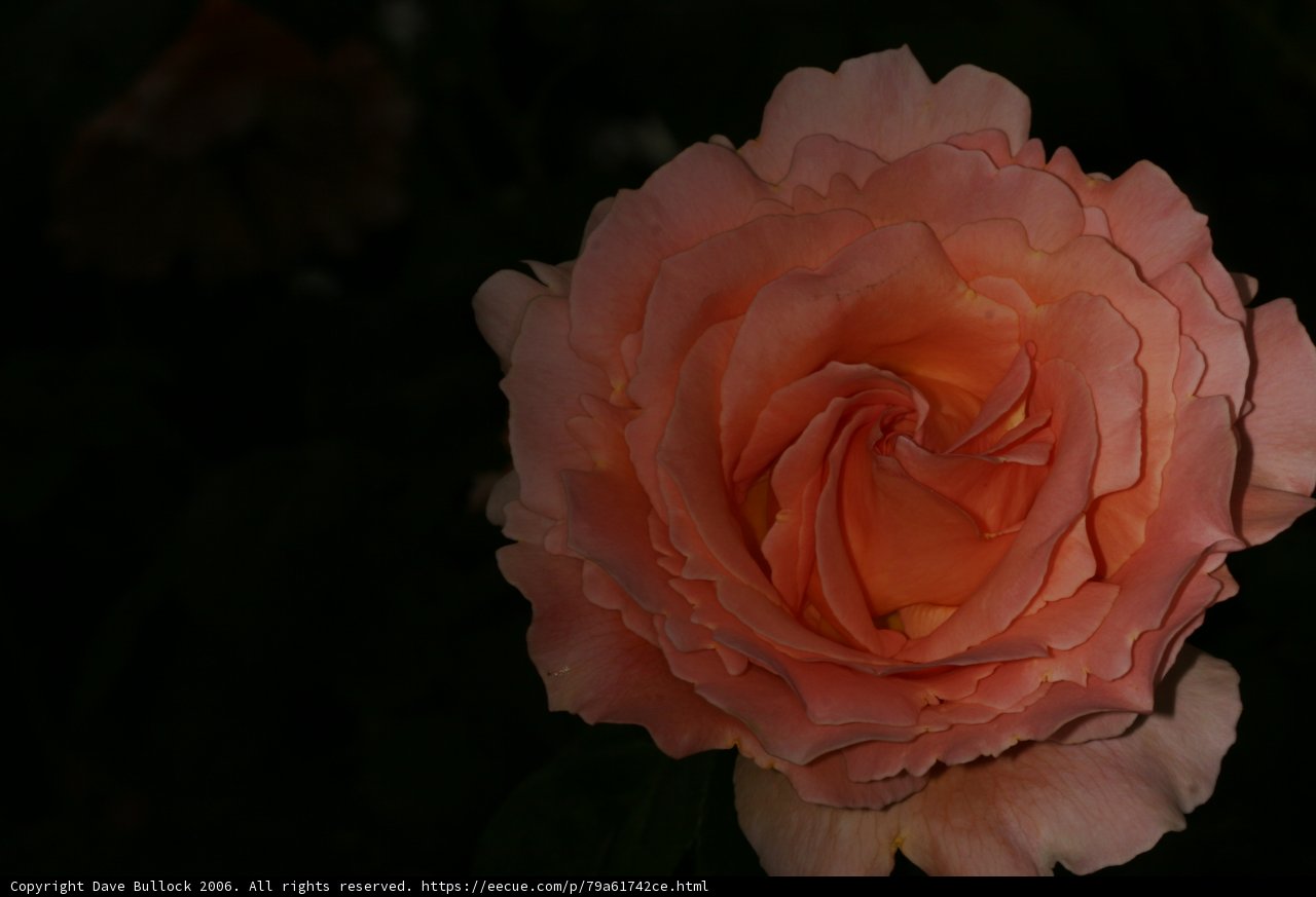 Rose in the Dark