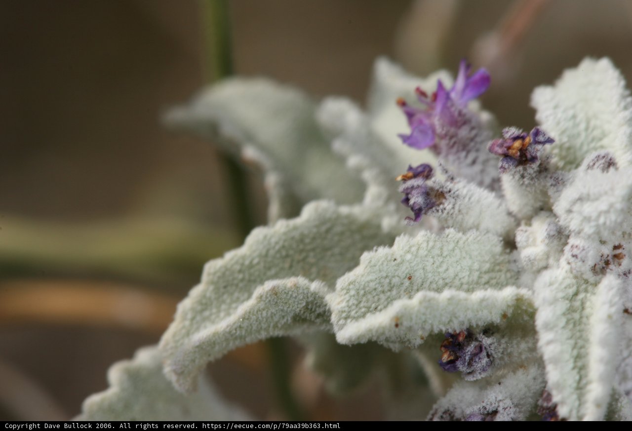 Purple Geranium in the Frost