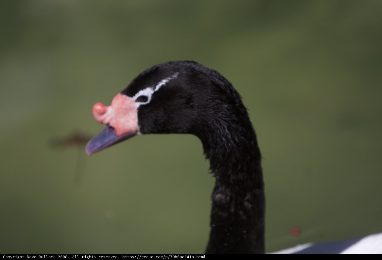 The Pink-Nosed Black and White Swan