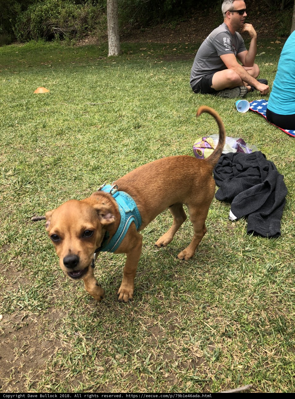 Paws in the Park