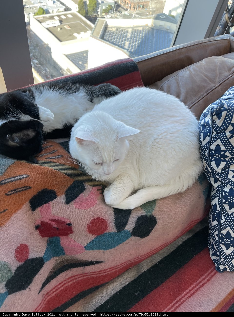 Couch Cats