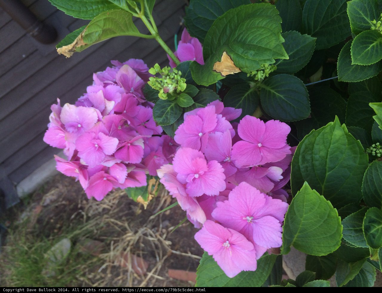 Pretty in Pink