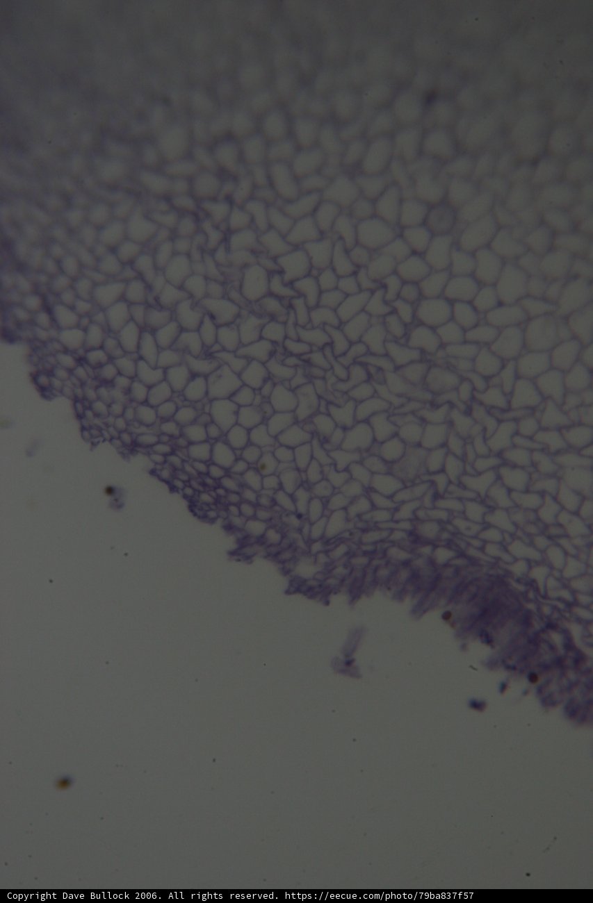 Purple Stain on Textured Paper