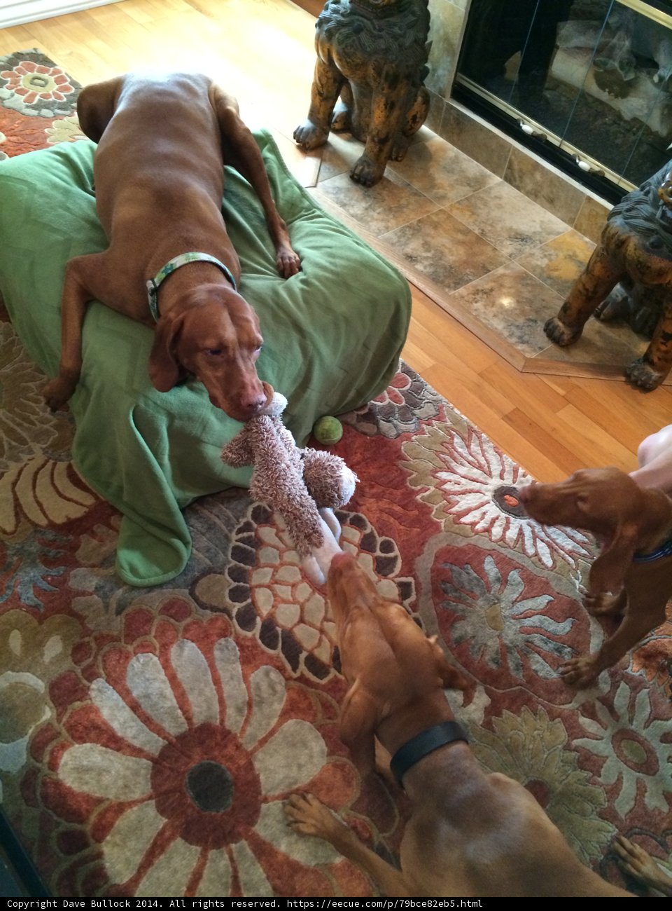Comfy Canine Companion