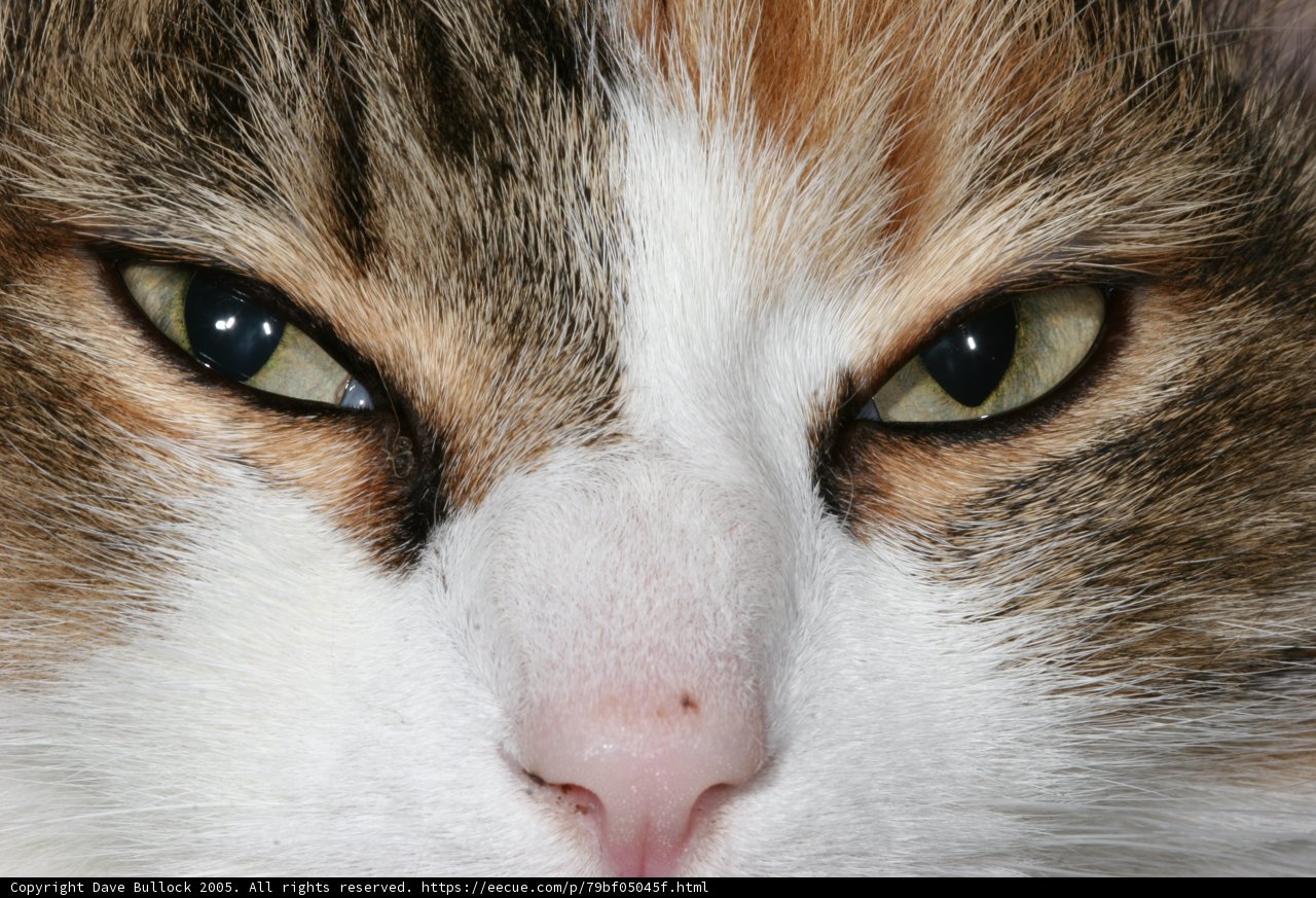 The Intense Gaze of a Manx Cat