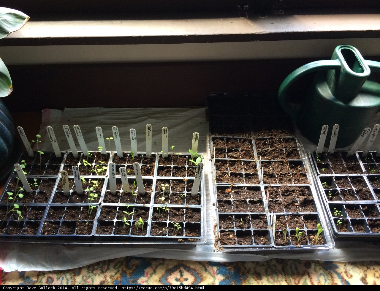 Seedlings ready for planting