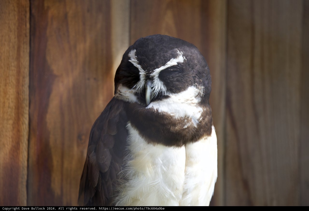 Mystique of the Night: An Owl Portrait