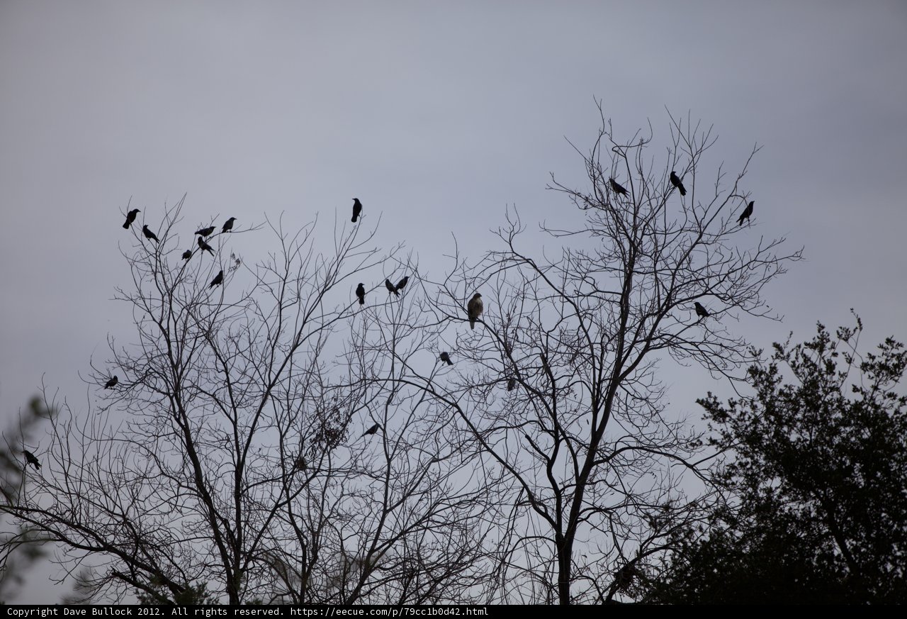 Gathering of Blackbirds on a Silhouette Branch