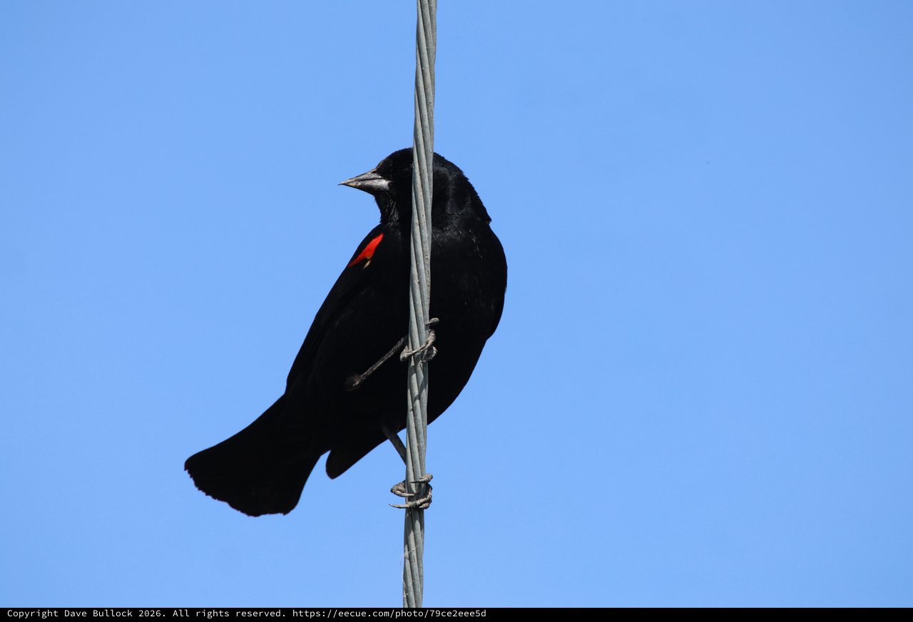 Red-Winged Blackbird Perched on Wire Against Blue Sky