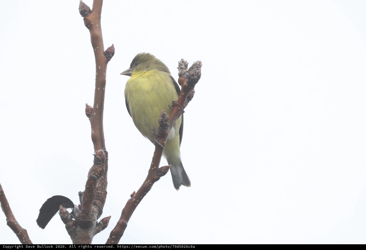 Lesser Goldfinch Perched on Winter Branch