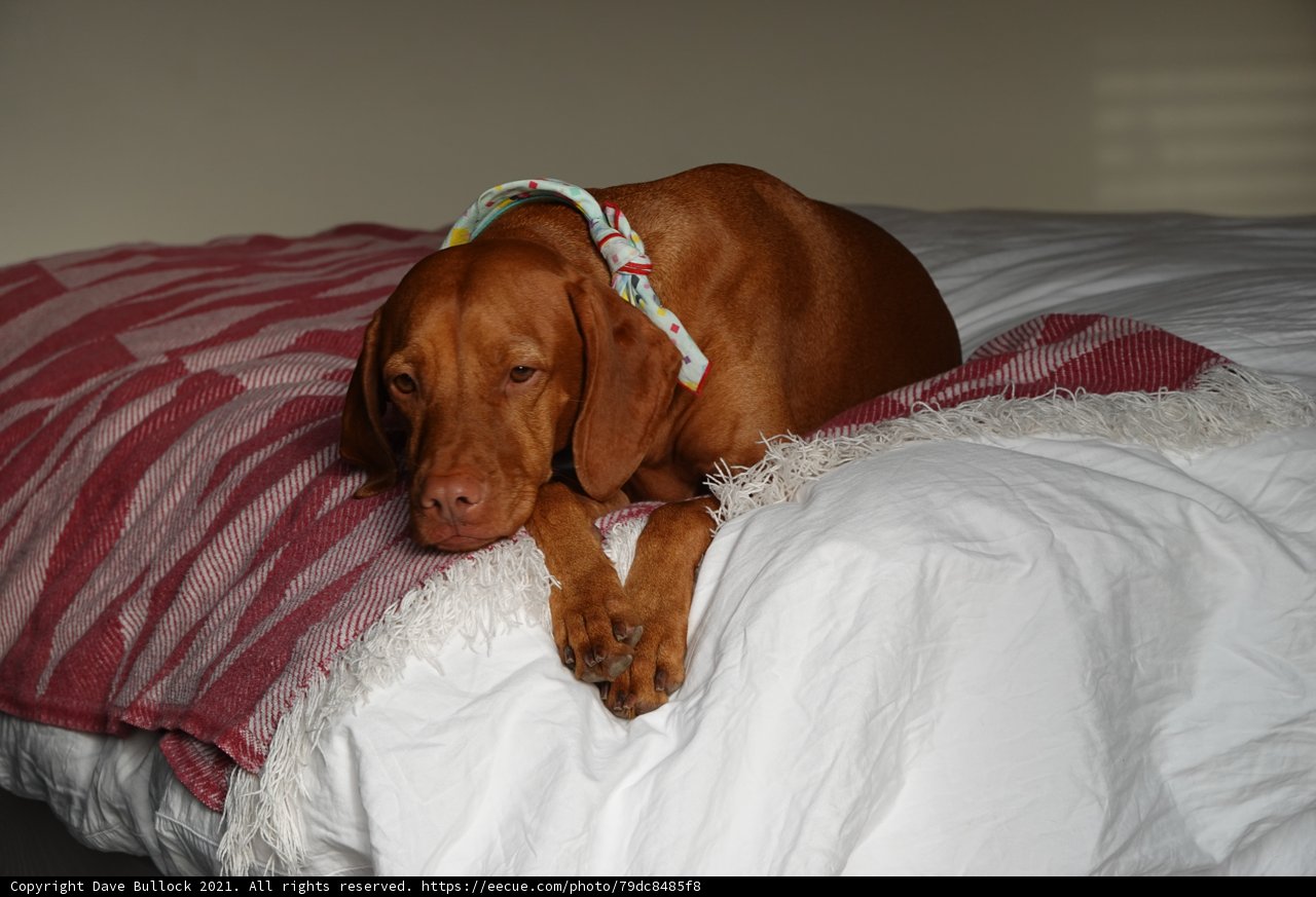 Canine Comfort