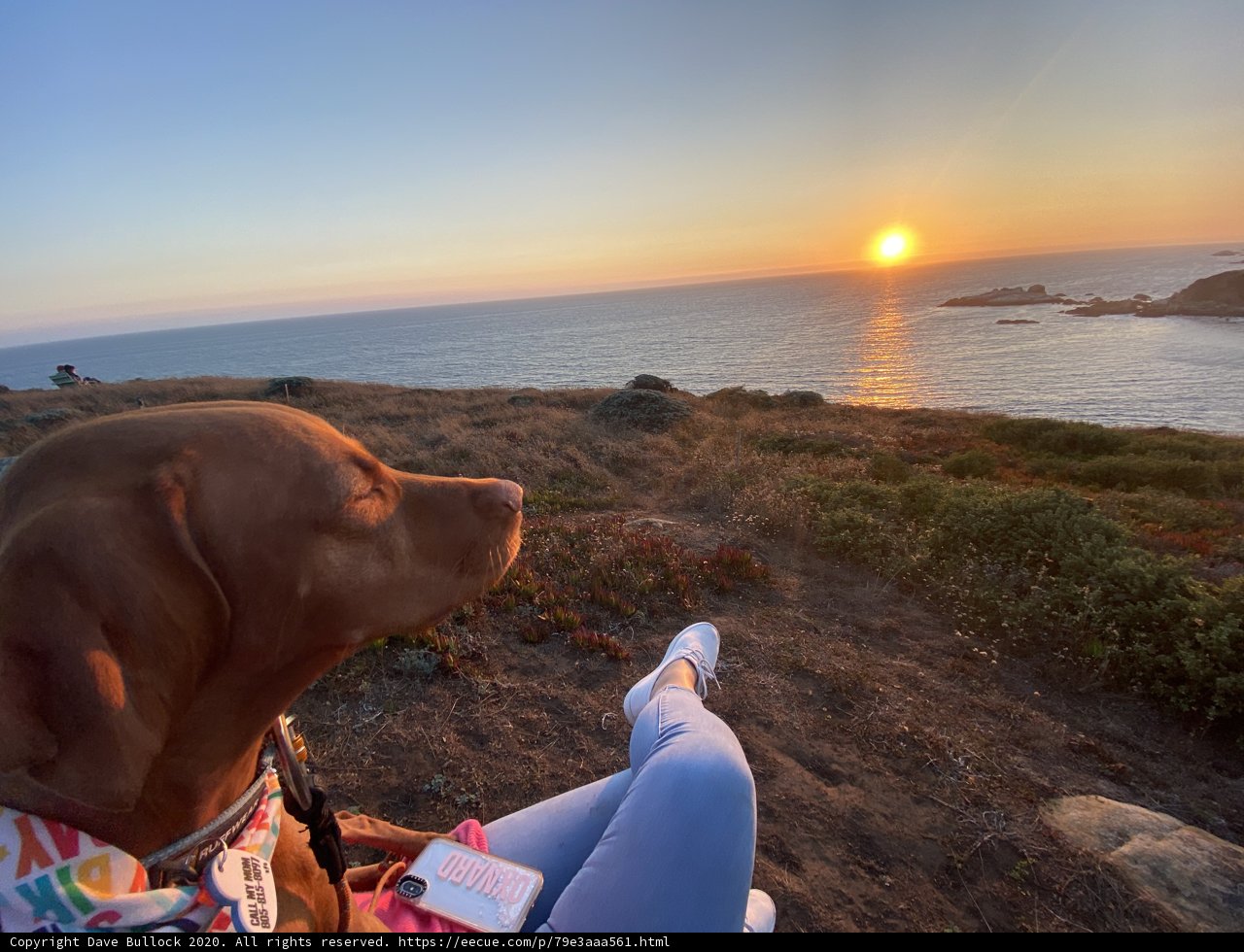 Coastal Companions