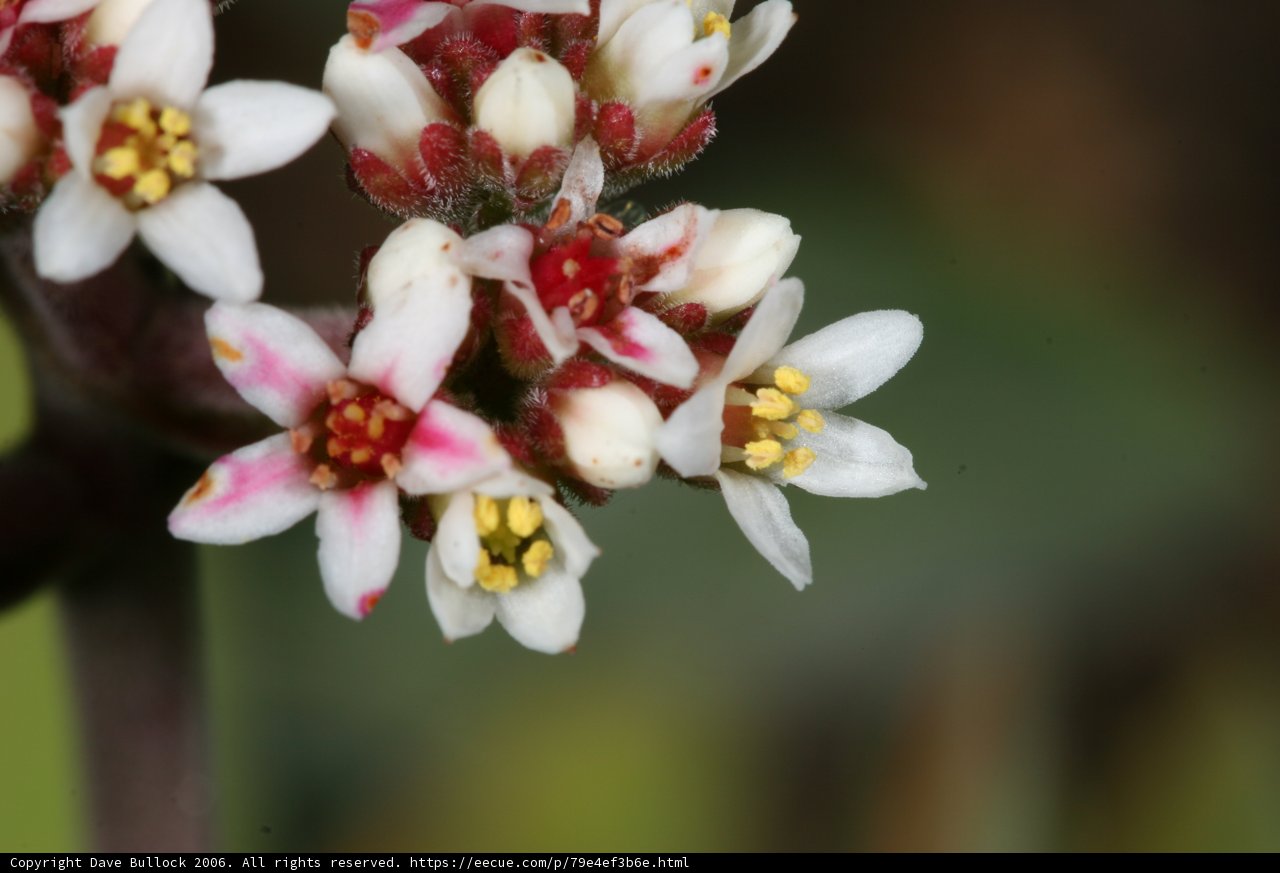 Delicate Beauty