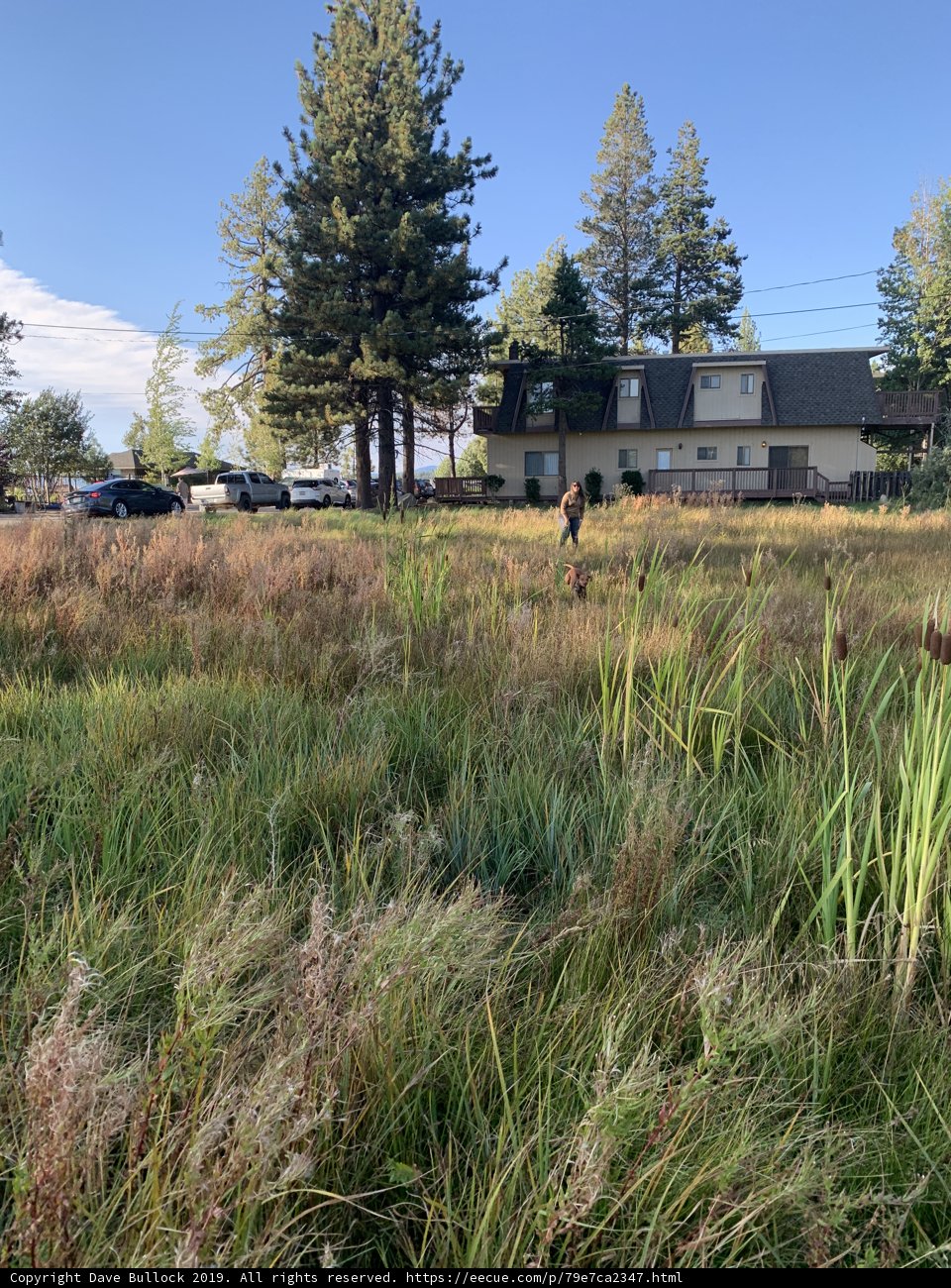 Serene Shelter in a Grassy Field