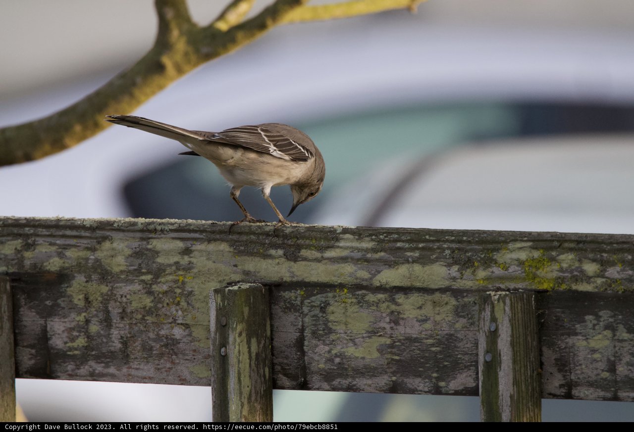 Afternoon Visitor at Fort Mason