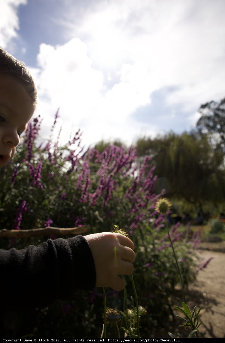 Lavender Dreams in the Heart of San Francisco