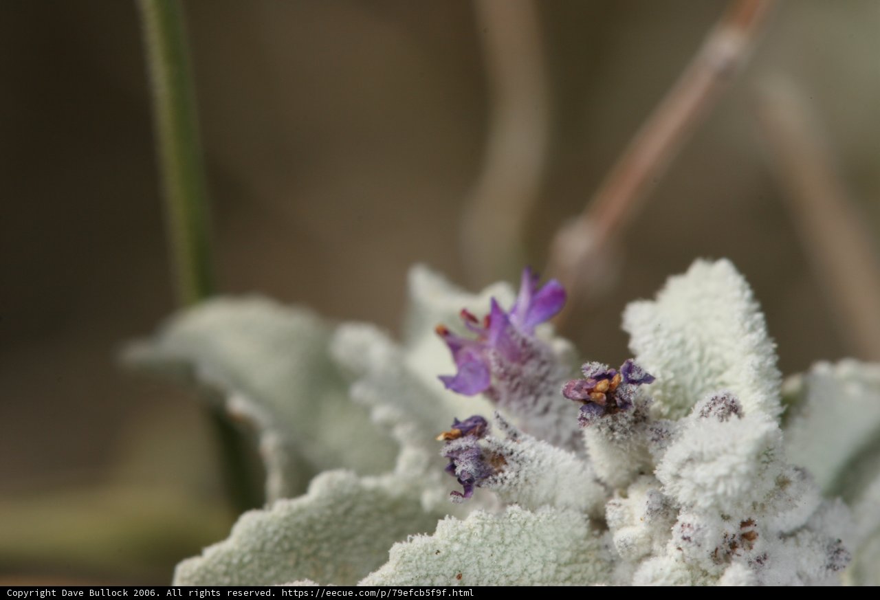 Purple Geranium Blossom in Winter Frost