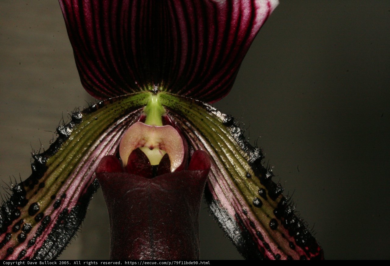 Blooming Orchid