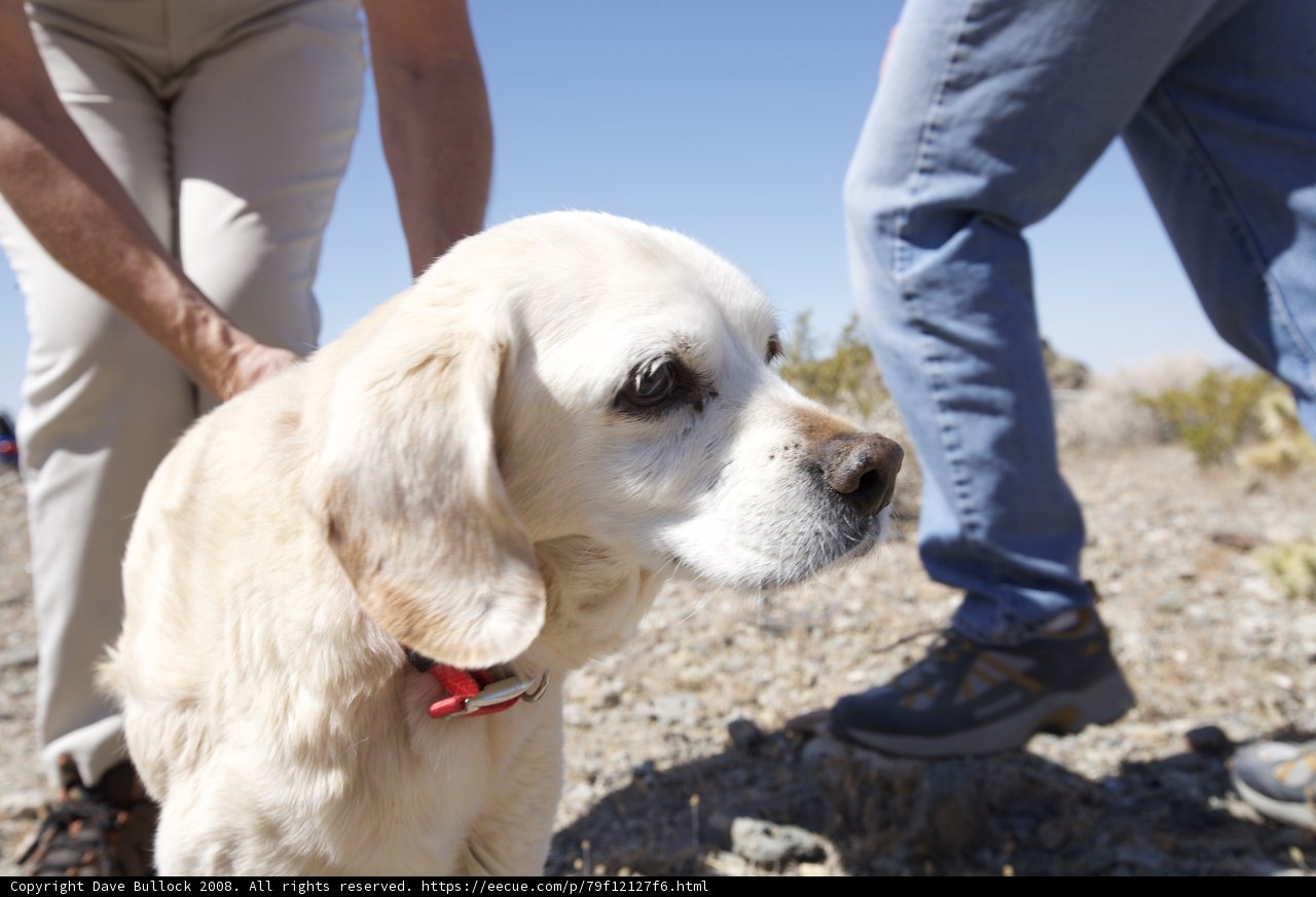 Walking the Dog through the Desert