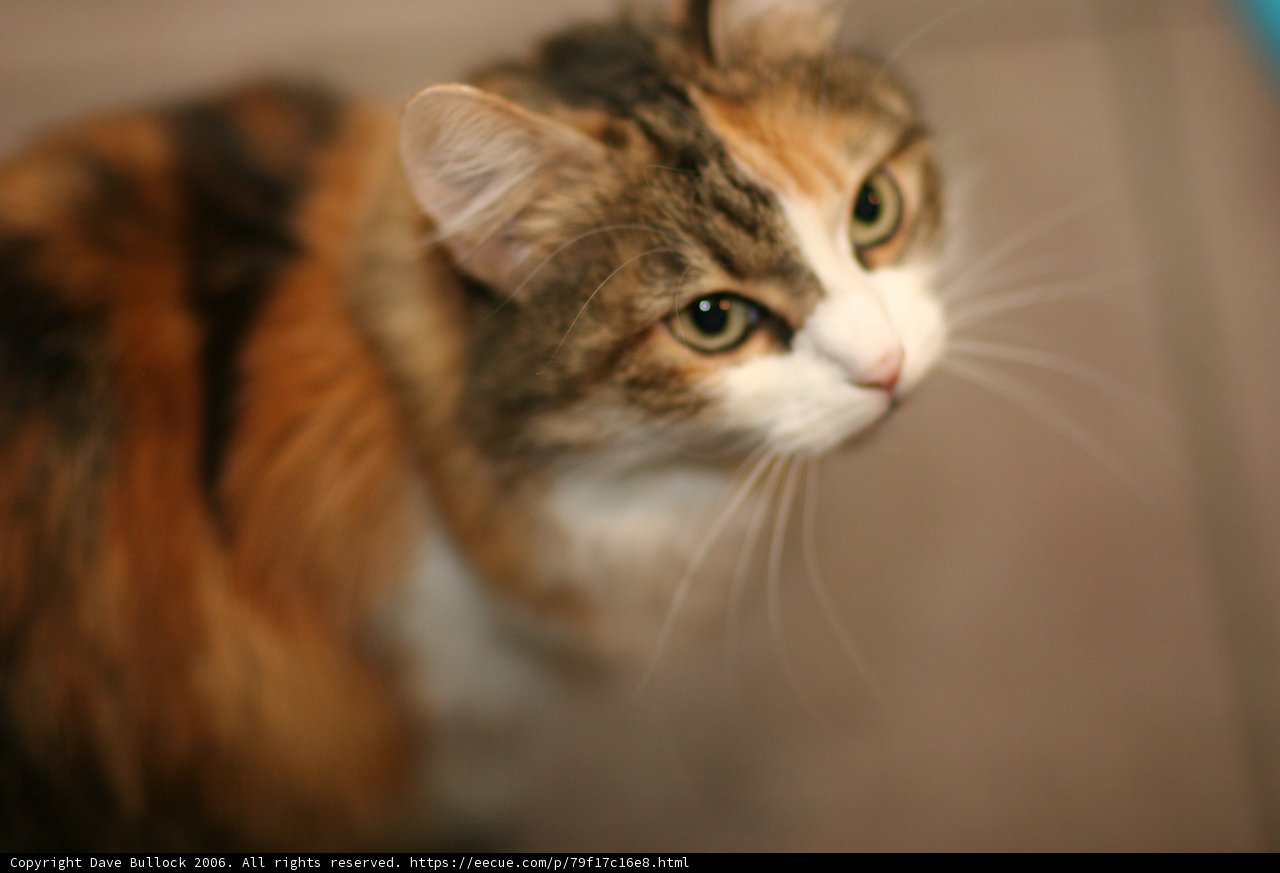 Feline Focus