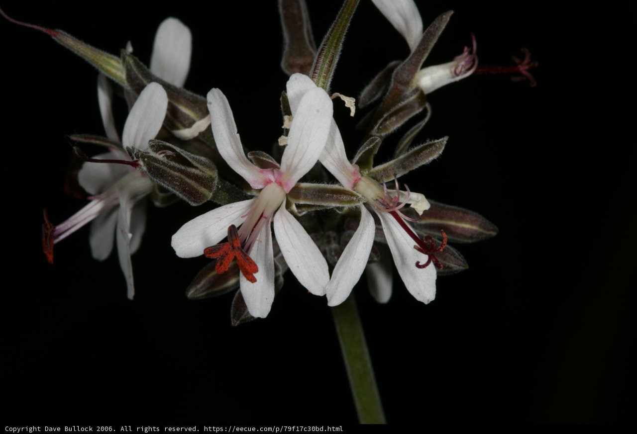 Red Petals in the Dark