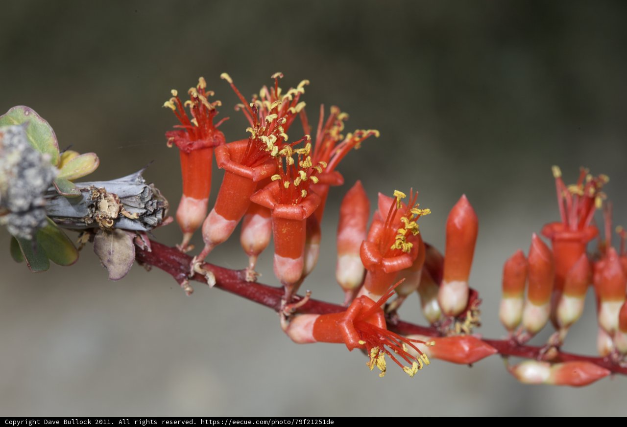 Close-up of Red Flowers on a Branch