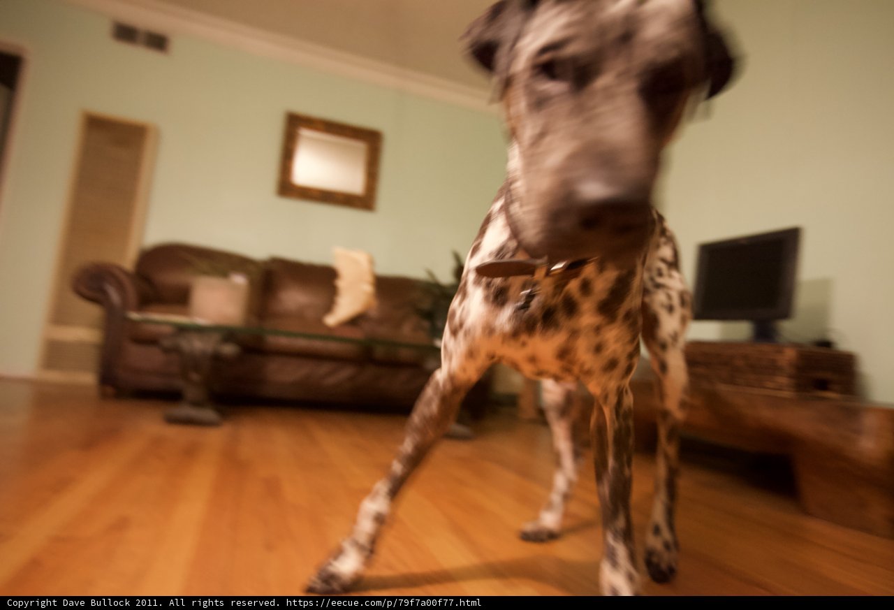 The Regal Canine of Hardwood Flooring