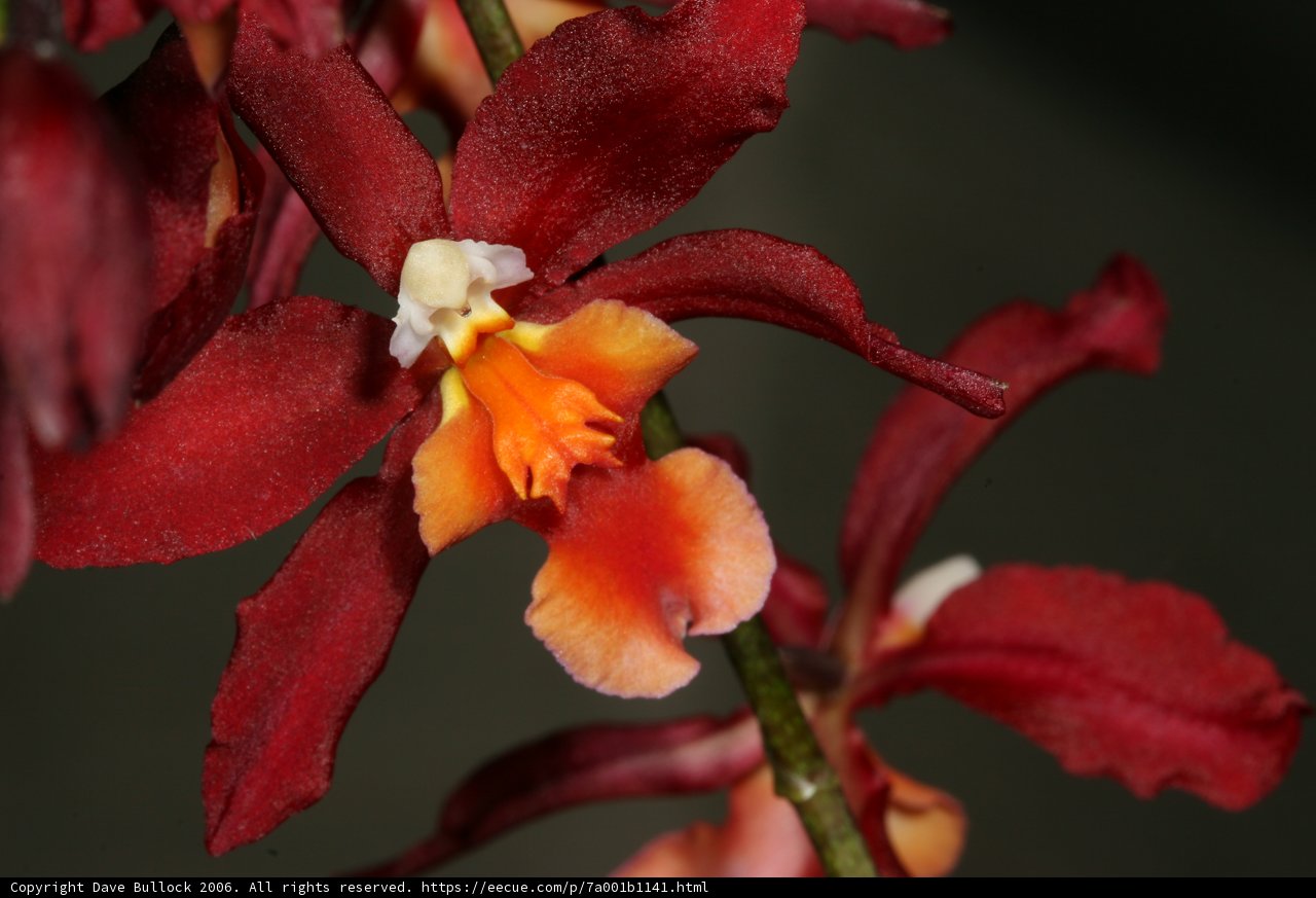Vibrant Red and Orange Orchid with Yellow Center