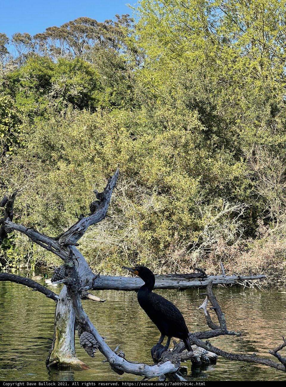 Cormorant on a Branch in Stow Lake