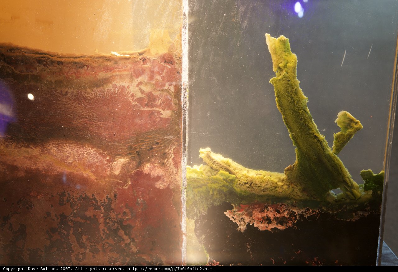 Aquatic Plant in Glass Container