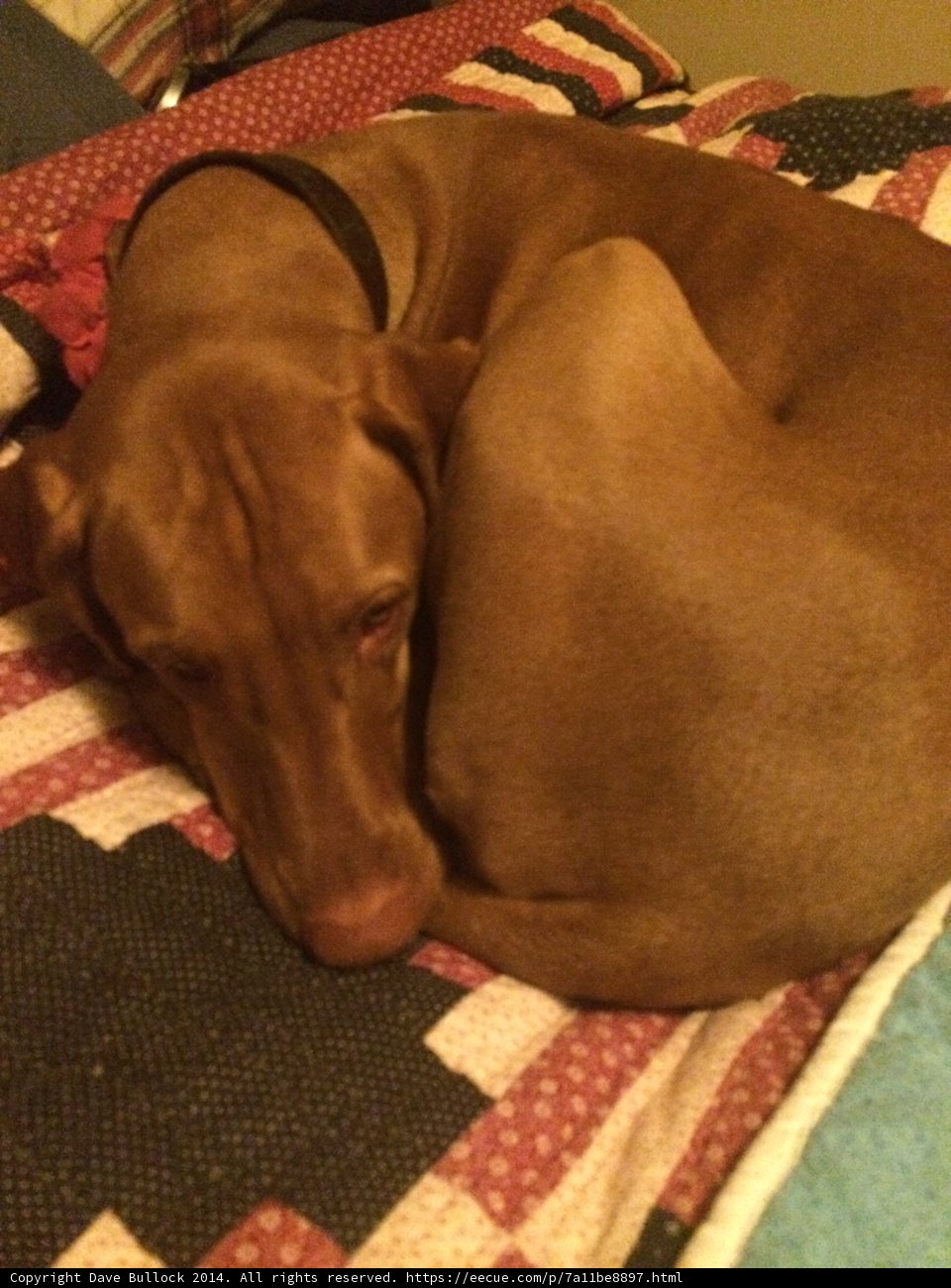 Cozy Canine Naptime