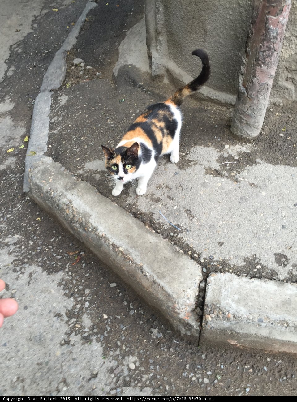 Calico Cat Looking Up