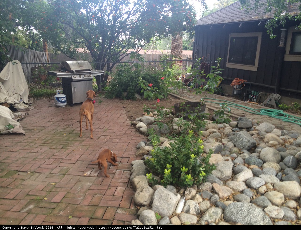 Grillin' with my Canine Companion