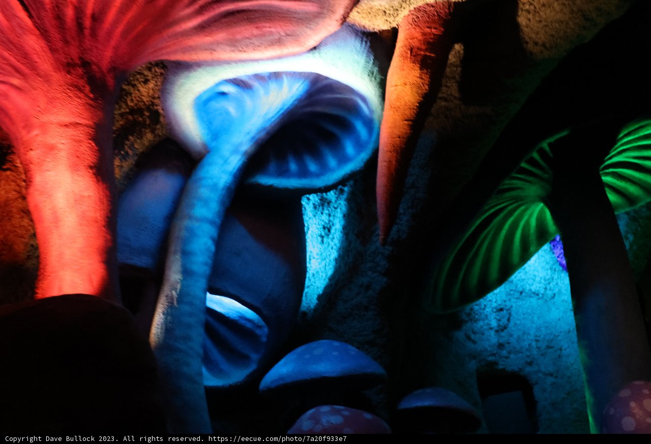 Vibrant Mushroom Symphony