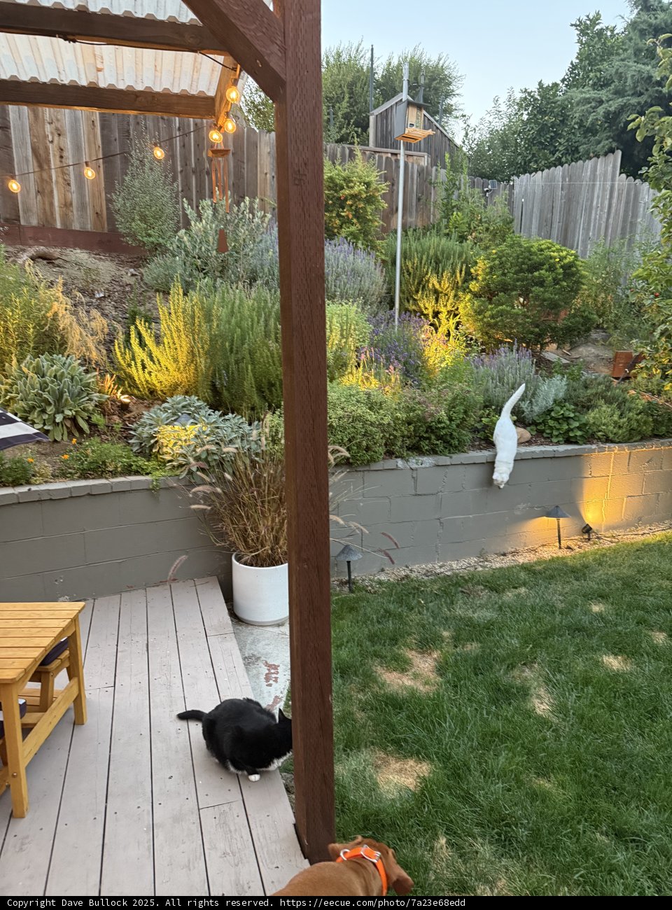 Serene Moments in the Backyard