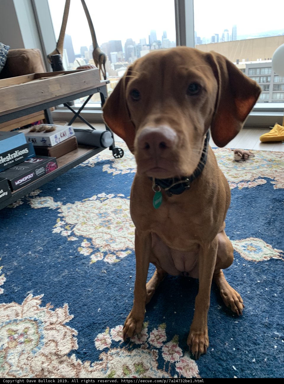 Living Room Companion