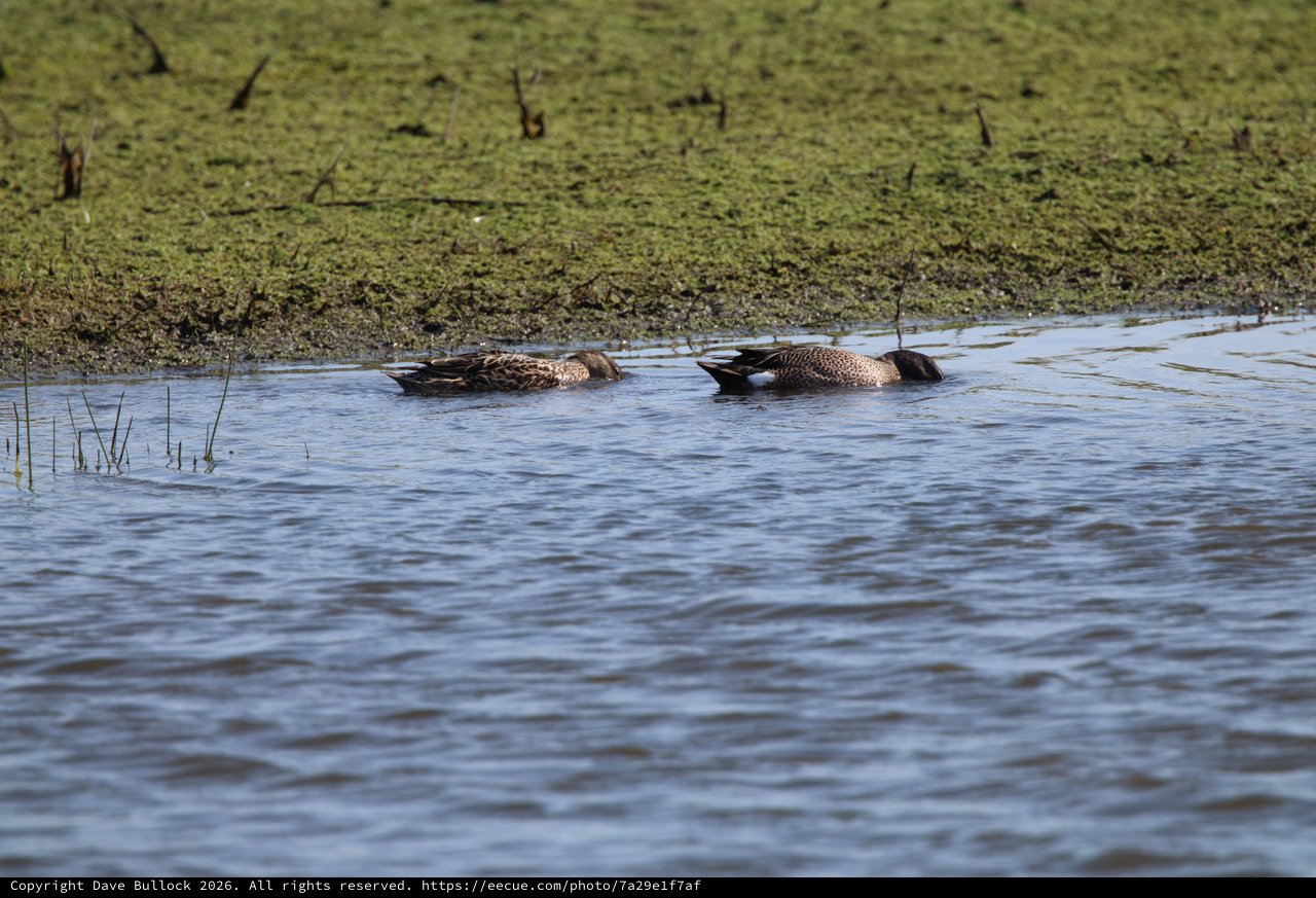 Pair of Blue-winged Teal Resting in Wetland Shallows