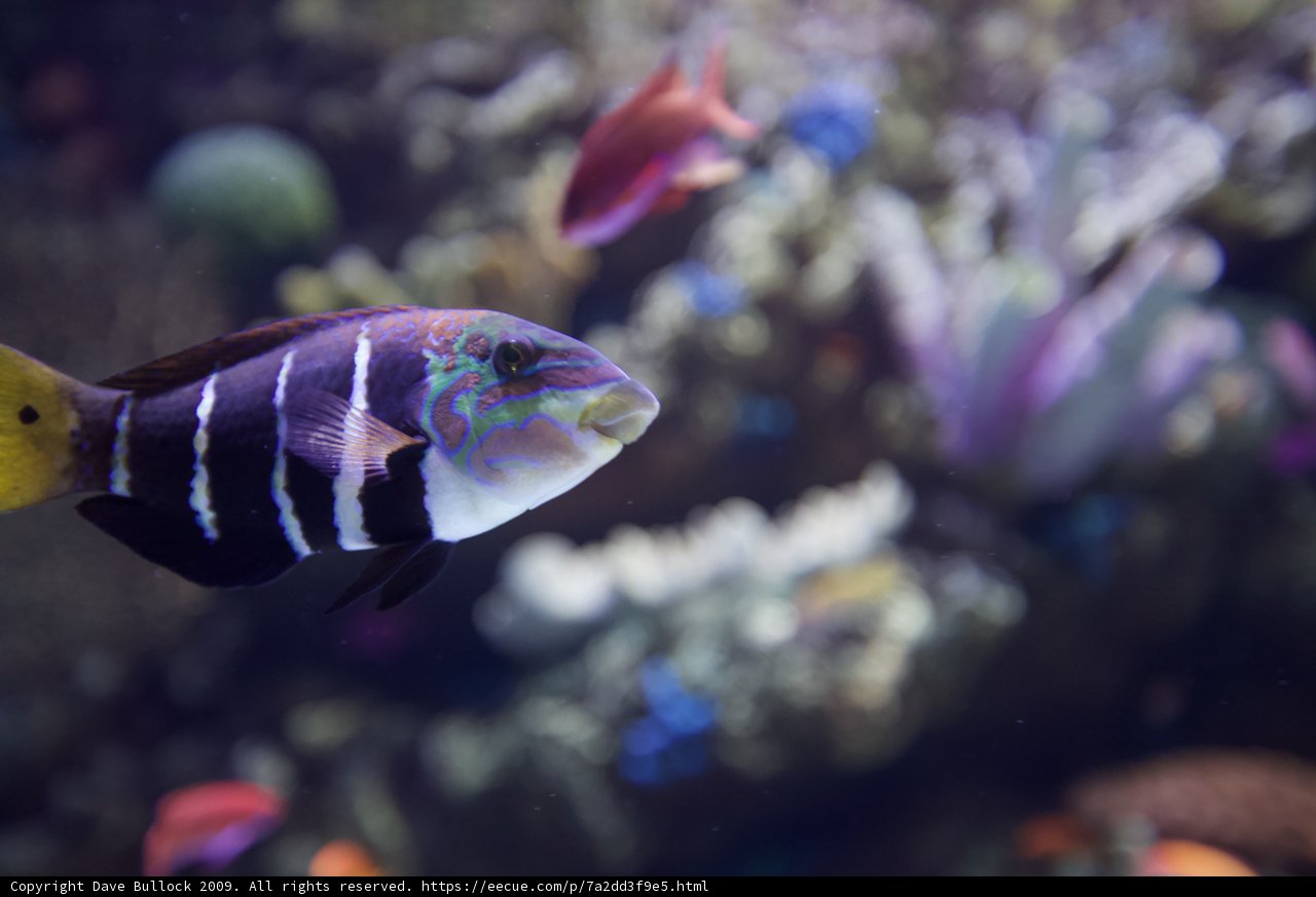 Striped Beauty in the Coral Reef