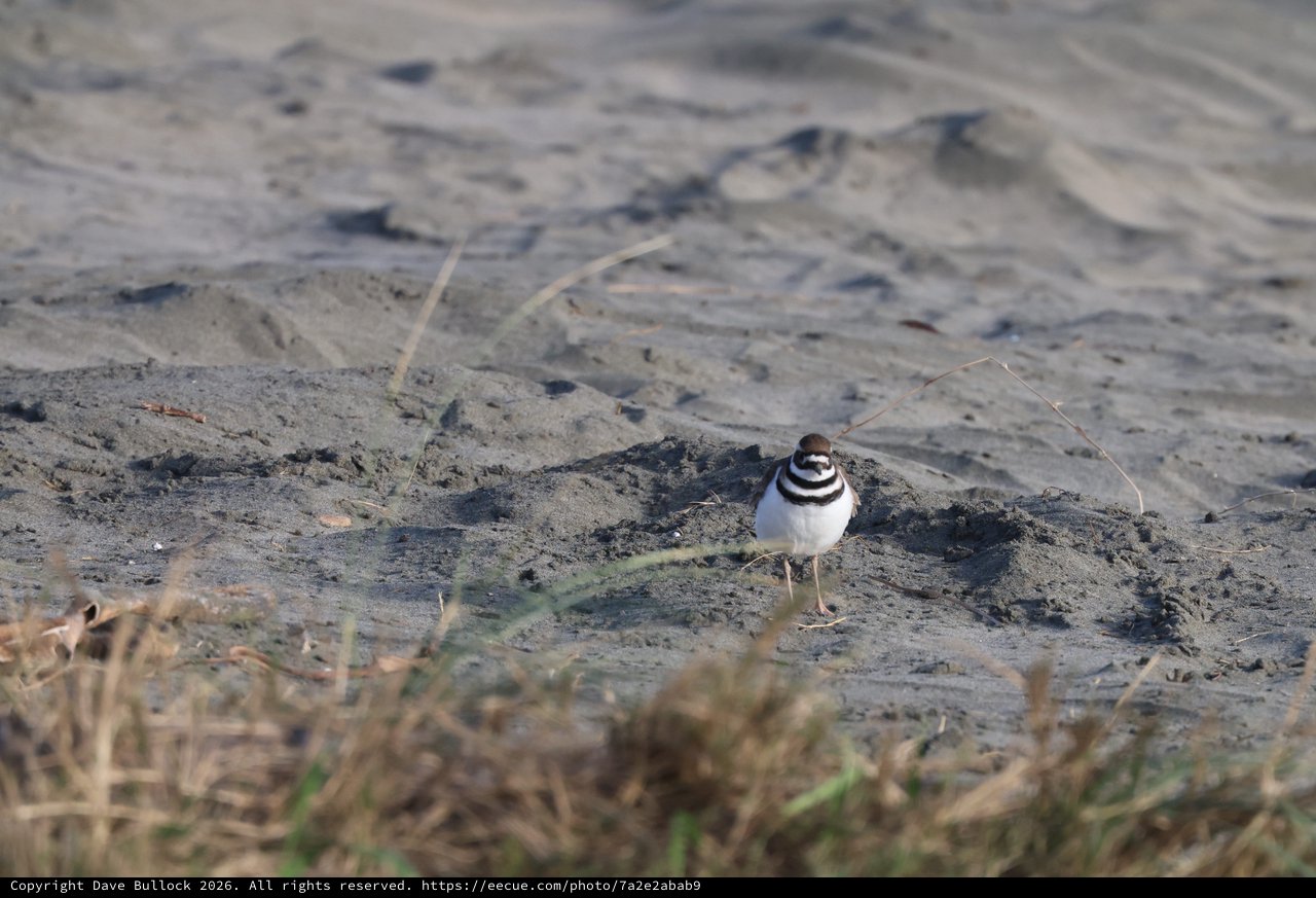 Killdeer Shorebird Standing on Muddy Beach Terrain