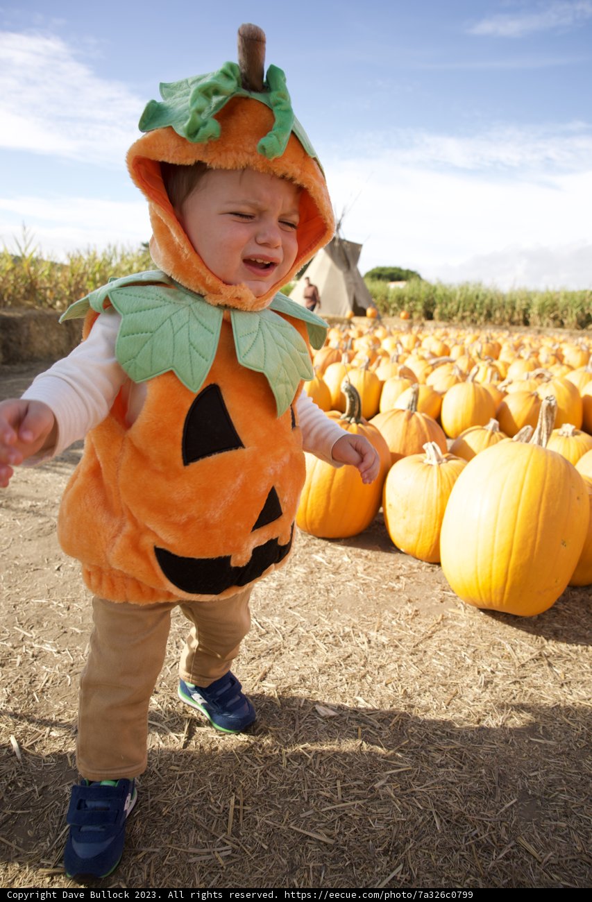 Autumn Whimsy at Halfmoon Bay