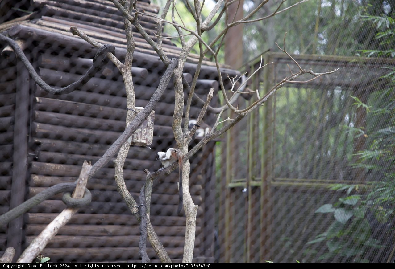 Captivating Bird amidst Lush Greenery