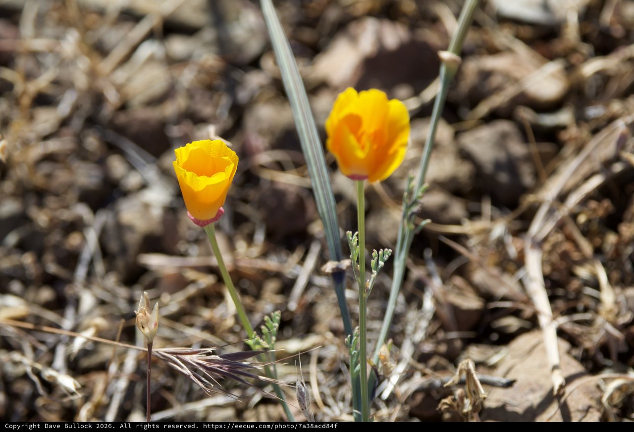 Golden Poppies Blooming in Dry California Hillside