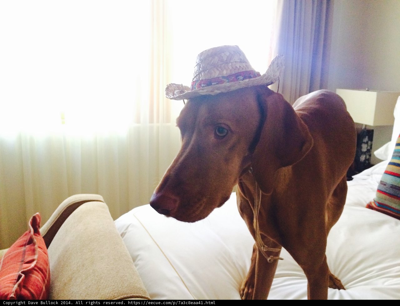 Canine Fashionista