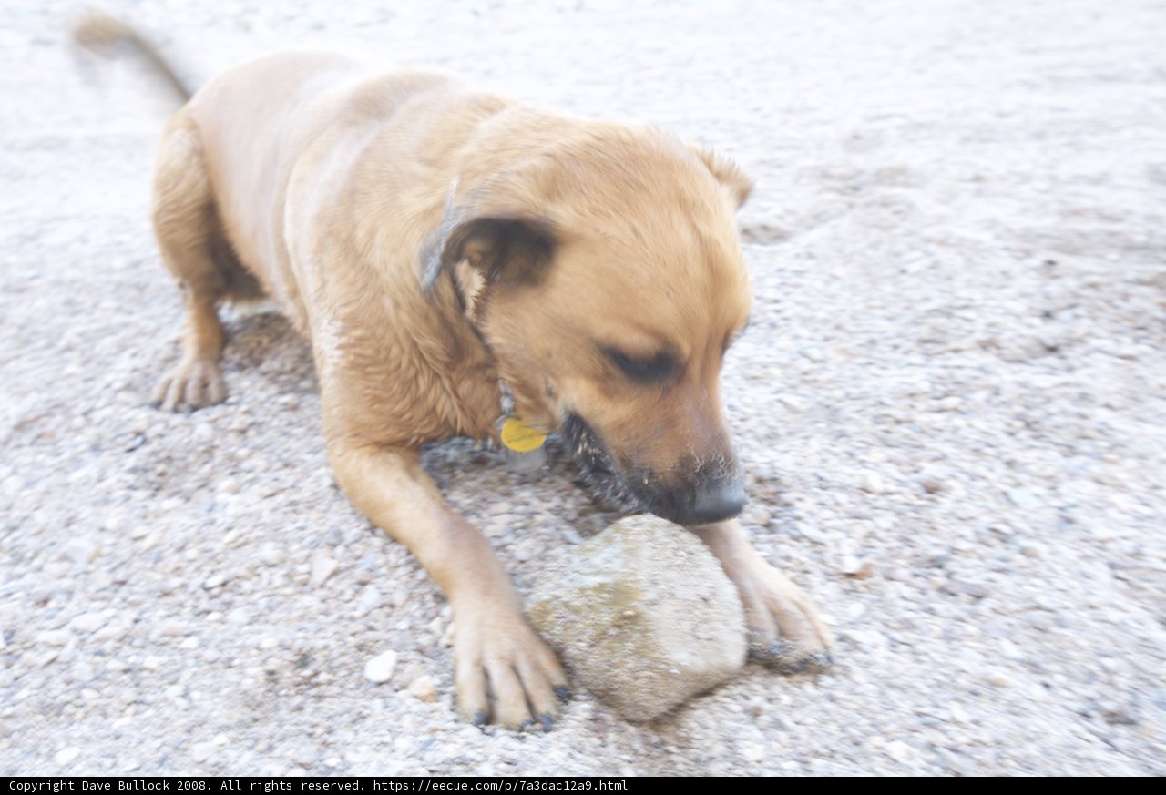 Paws and Pebbles